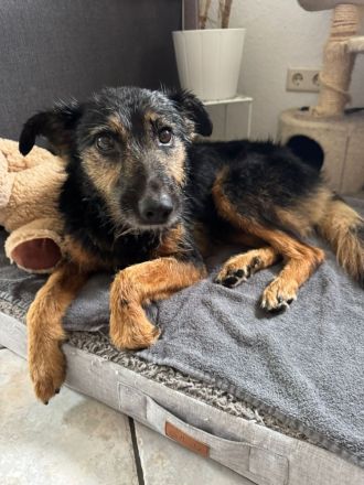 Informationen zu "Cuki " Rasse: Mischling Geschlecht: