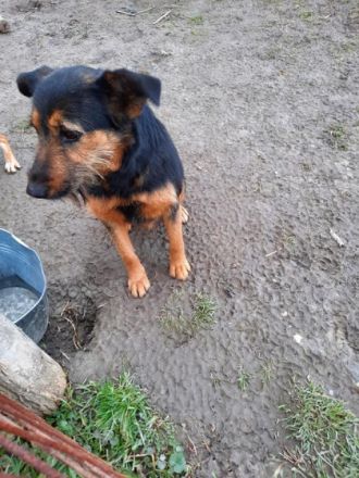 Informationen zu "Cuki " Rasse: Mischling Geschlecht: