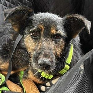 Informationen zu "Cuki " Rasse: Mischling Geschlecht: