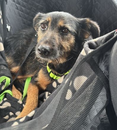 Informationen zu "Cuki " Rasse: Mischling Geschlecht: