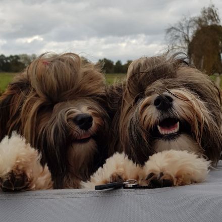 Havaneser von der Waldkur