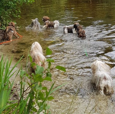 Havaneser von der Waldkur