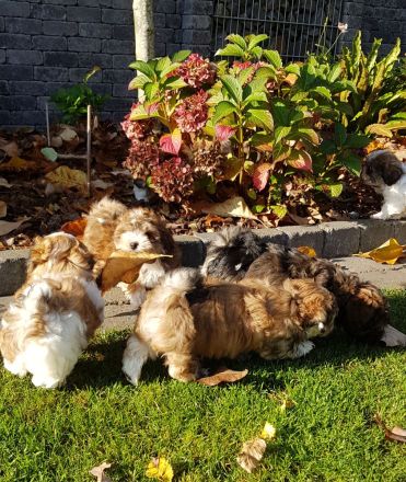 Havaneser von der Waldkur