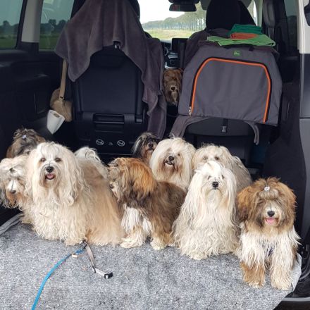 Havaneser von der Waldkur