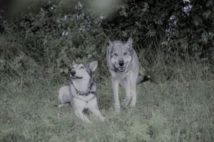 Saarloos vom Fürsten