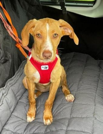 Islay hat eine Pflegestelle in 27798 Hude gefunden und