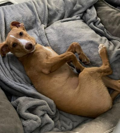 Islay hat eine Pflegestelle in 27798 Hude gefunden und