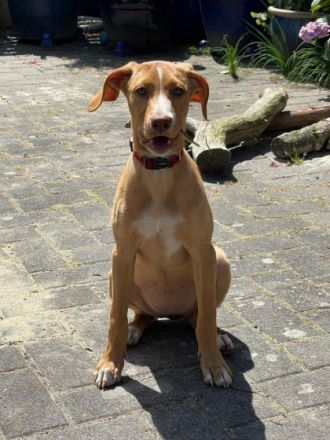 Islay hat eine Pflegestelle in 27798 Hude gefunden und