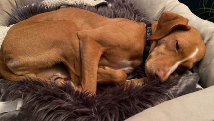 Islay hat eine Pflegestelle in 27798 Hude gefunden und