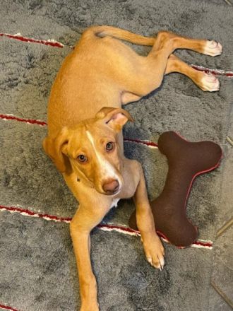 Islay hat eine Pflegestelle in 27798 Hude gefunden und