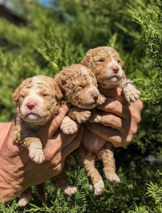 Amazingly lagotto puppies for sale. 3 brown white and 6