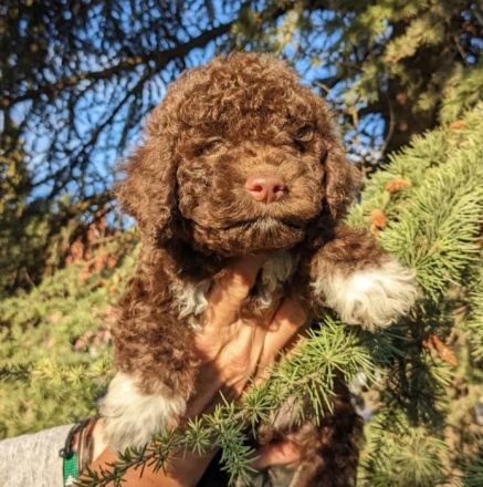 Amazingly lagotto puppies for sale. 3 brown white and 6