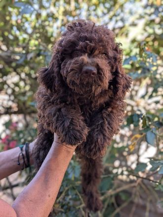 Amazingly lagotto puppies for sale. 3 brown white and 6