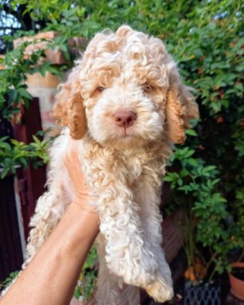 Amazingly lagotto puppies for sale. 3 brown white and 6
