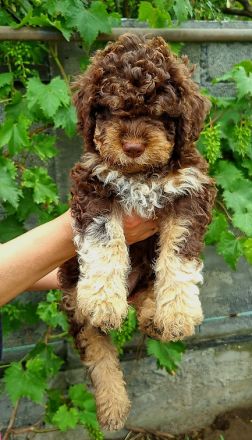 Amazingly lagotto puppies for sale. 3 brown white and 6