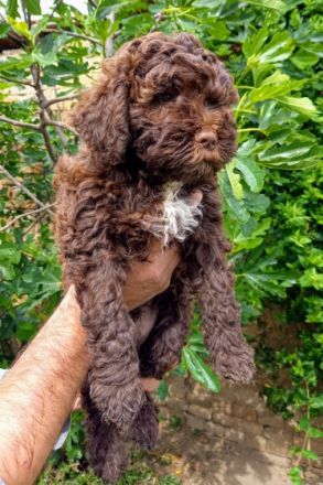 Amazingly lagotto puppies for sale. 3 brown white and 6