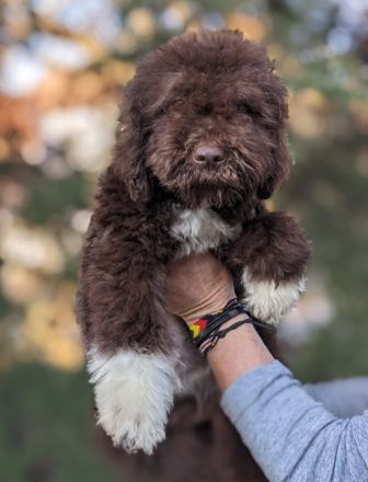 Amazingly lagotto puppies for sale. 3 brown white and 6