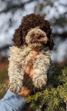 Amazingly lagotto puppies for sale. 3 brown white and 6