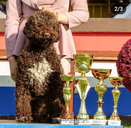 Amazingly lagotto puppies for sale. 3 brown white and 6