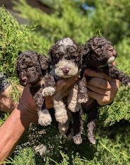 Amazingly lagotto puppies for sale. 3 brown white and 6
