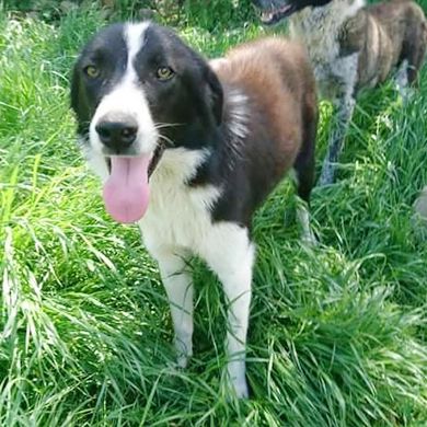 HÜNDIN SHELLY, kastriert, derzeit noch in Griechenland