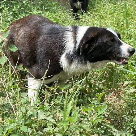 HÜNDIN SHELLY, kastriert, derzeit noch in Griechenland