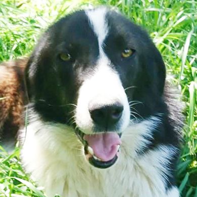 HÜNDIN SHELLY, kastriert, derzeit noch in Griechenland