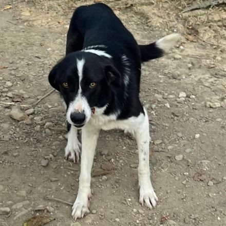 HÜNDIN SHELLY, kastriert, derzeit noch in Griechenland