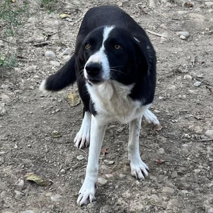HÜNDIN SHELLY, kastriert, derzeit noch in Griechenland