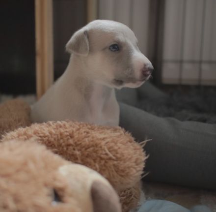 from Rawert`s finest