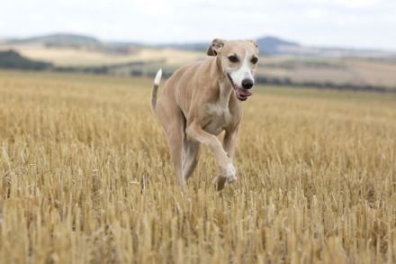 from Rawert`s finest