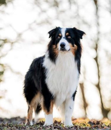 Deckrüde - Maori's HeiToki - DNA- VP, RF, BH-VDH, RO B, RO 1, RO 2,RO 3, ROIC,Agility A2