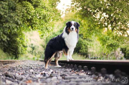 Deckrüde - Maori's HeiToki - DNA- VP, RF, BH-VDH, RO B, RO 1, RO 2,RO 3, ROIC,Agility A2