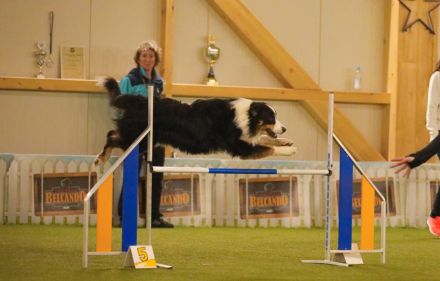 Deckrüde - Maori's HeiToki - DNA- VP, RF, BH-VDH, RO B, RO 1, RO 2,RO 3, ROIC,Agility A2