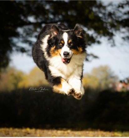 Deckrüde - Maori's HeiToki - DNA- VP, RF, BH-VDH, RO B, RO 1, RO 2,RO 3, ROIC,Agility A2