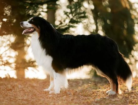 Deckrüde - Maori's HeiToki - DNA- VP, RF, BH-VDH, RO B, RO 1, RO 2,RO 3, ROIC,Agility A2