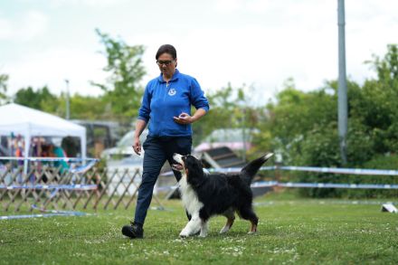 Deckrüde - Maori's HeiToki - DNA- VP, RF, BH-VDH, RO B, RO 1, RO 2,RO 3, ROIC,Agility A2