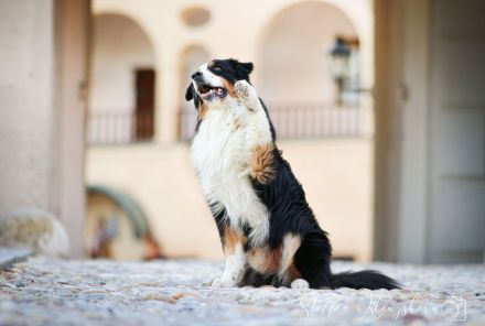 Deckrüde - Maori's HeiToki - DNA- VP, RF, BH-VDH, RO B, RO 1, RO 2,RO 3, ROIC,Agility A2