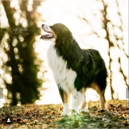 Deckrüde - Maori's HeiToki - DNA- VP, RF, BH-VDH, RO B, RO 1, RO 2,RO 3, ROIC,Agility A2