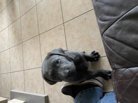 Unsere Hündin hat am 06.12.2021 silberne und charcoal