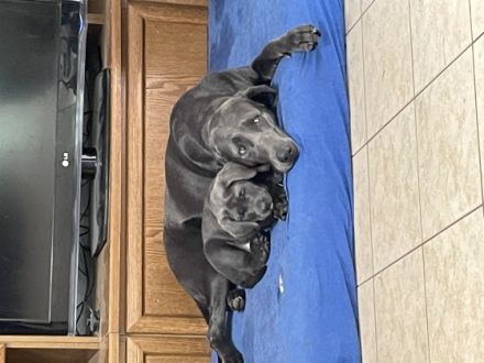 Unsere Hündin hat am 06.12.2021 silberne und charcoal