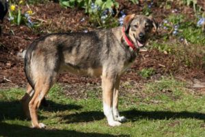 Mostie wurde von seinem Vorbesitzer im Internet