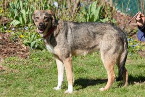 Mostie wurde von seinem Vorbesitzer im Internet