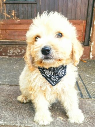 golden doodle puppy 3 and half mounth, black color