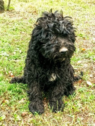 golden doodle puppy 3 and half mounth, black color