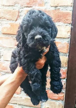 golden doodle puppy 3 and half mounth, black color