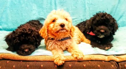 golden doodle puppy 3 and half mounth, black color