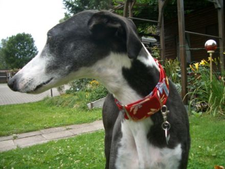 Tierheilpraxis-Bartels