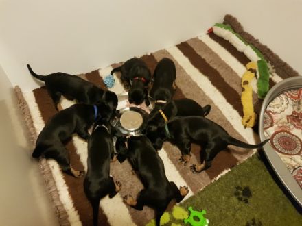 Seltene und wunderschöne Black and Tan Coonhound Welpen