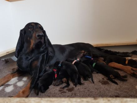 Seltene und wunderschöne Black and Tan Coonhound Welpen